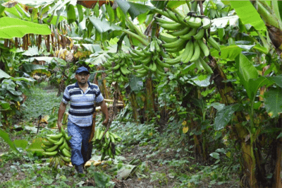 Cosecha de plátano