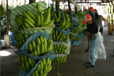 limpiando los bananos