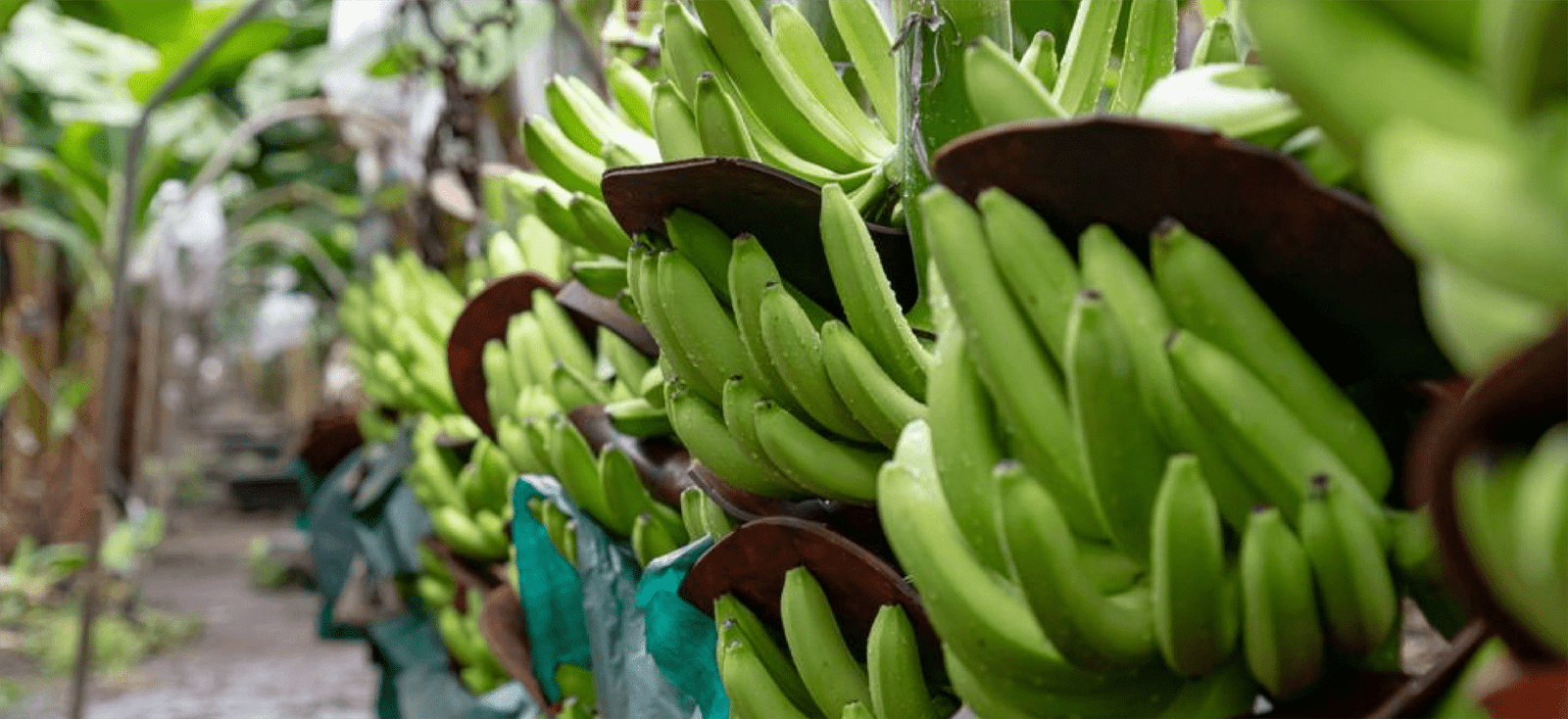 producción del banano