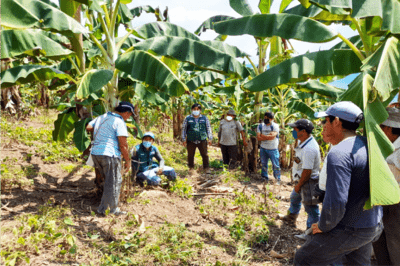 Jornaleros en plantación de plátano