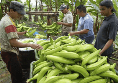 lavado del platano