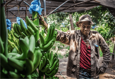 Linea transportadora de banano