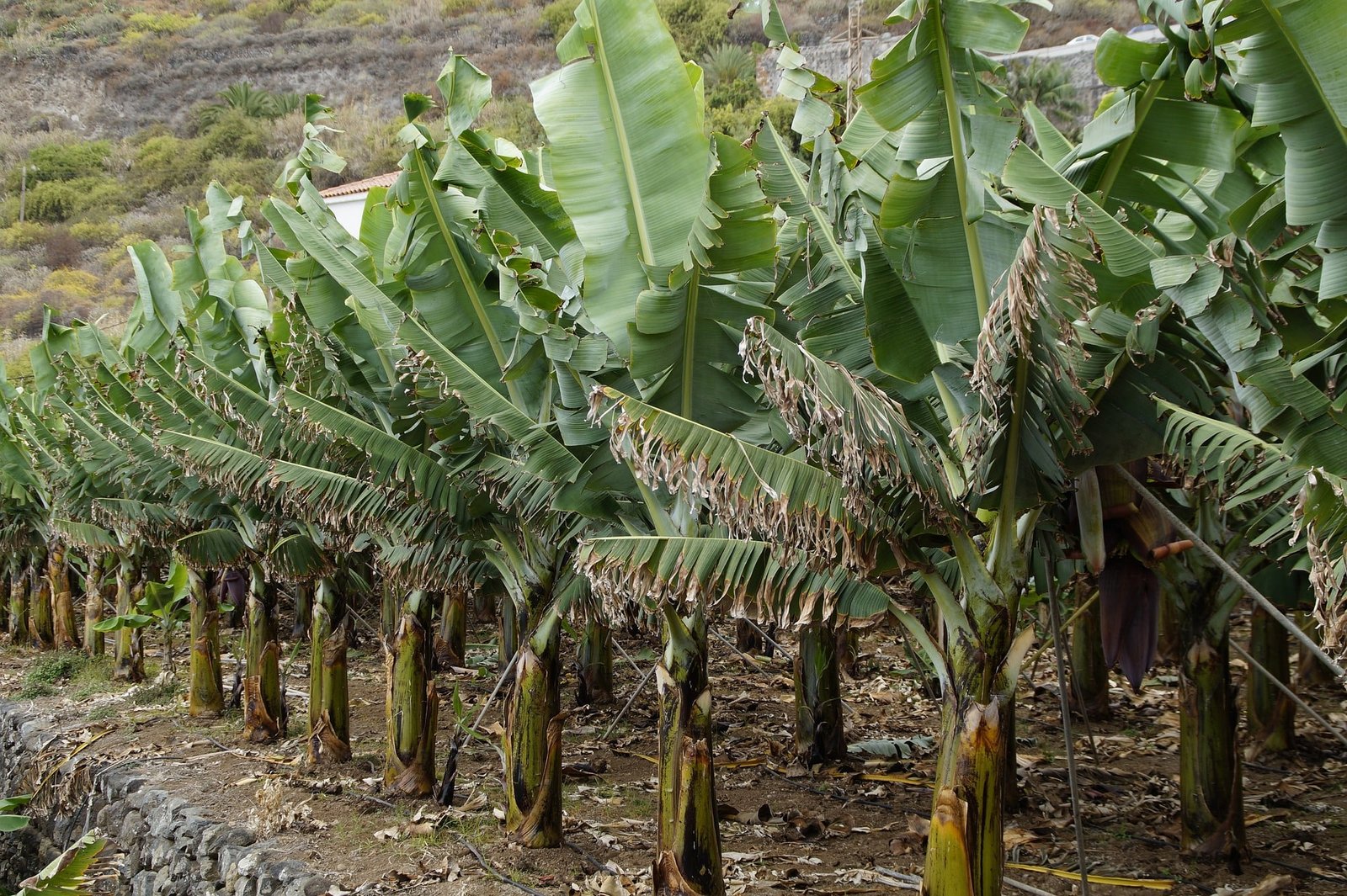 Plantación de banano
