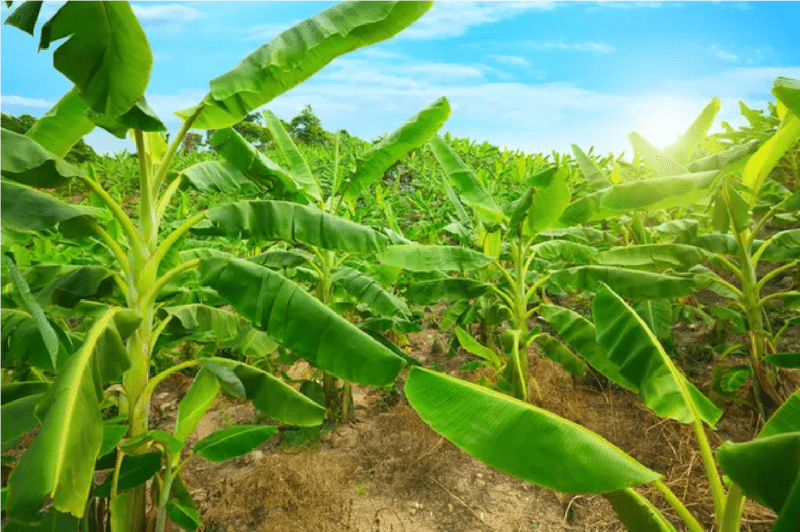 plantación de plátano